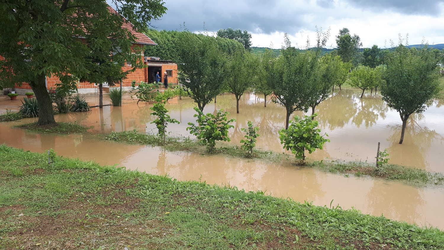 polava